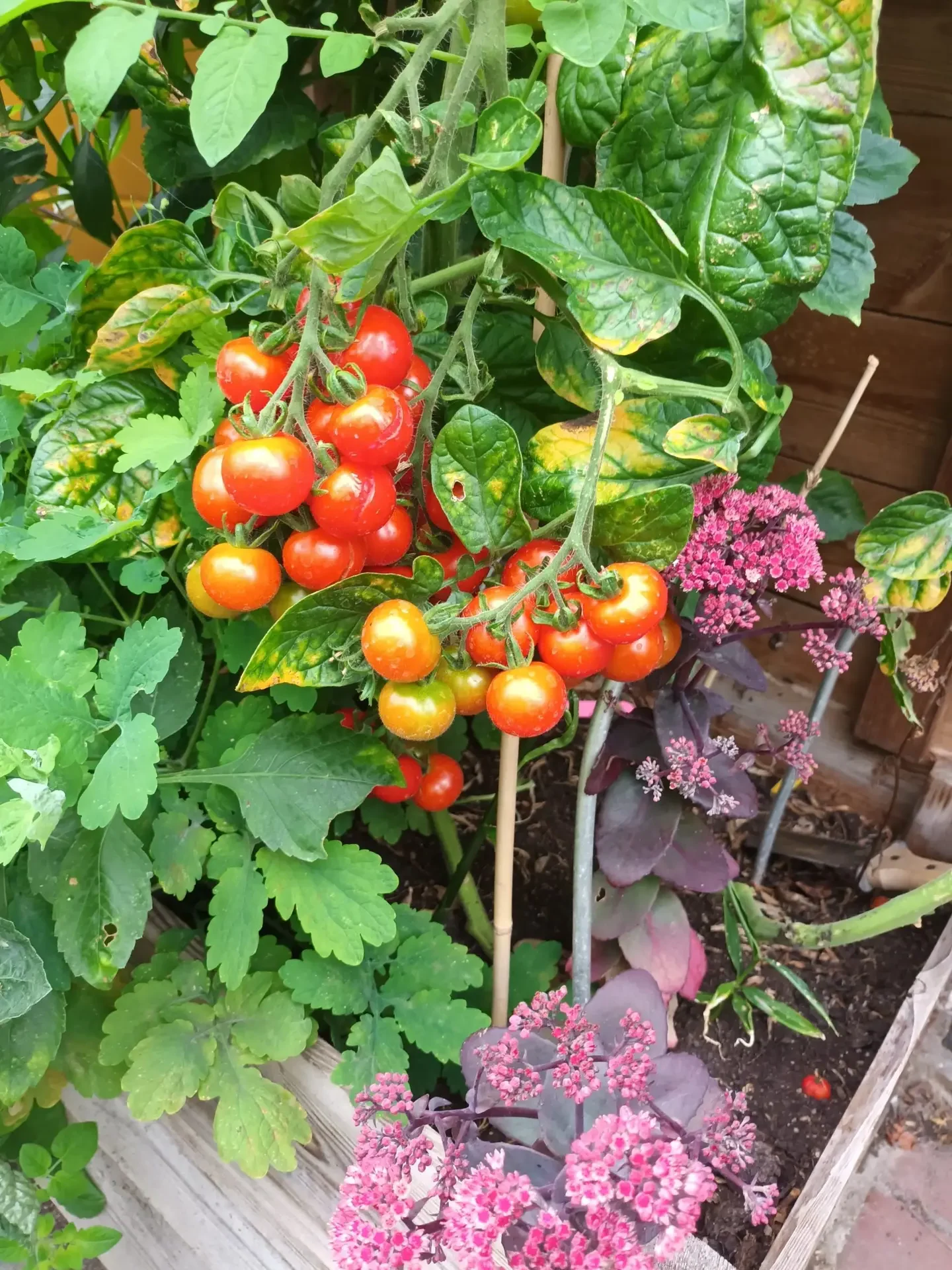 Kan je je groenten nog vinden tussen het onkruid?