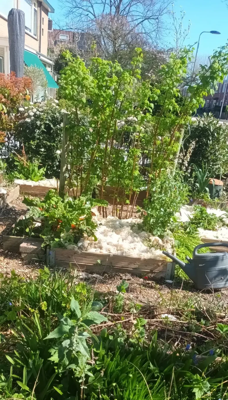 schapenwol in de tuin als mulch, houdt vocht vast en beschermd de bodem