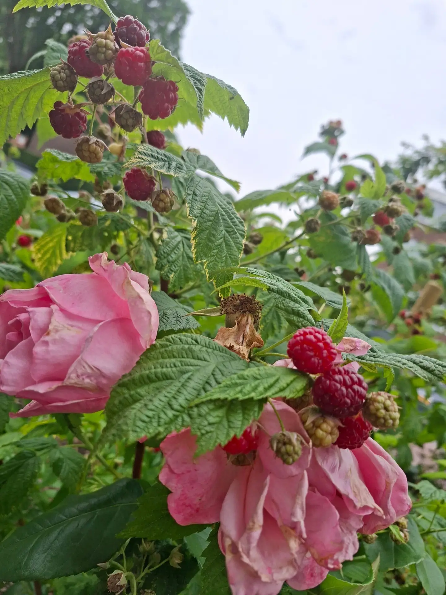 Mijn roots en mijn moestuin