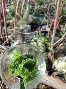 Traditioneel wordt brandnetel vaak gebruikt als een ondersteunend kruid in het voorjaar. Het staat bekend om zijn bloedzuiverende werking en wordt vaak ingezet om het lichaam te helpen afvalstoffen af te voeren. Ook wordt het gebruikt ter ondersteuning van de lever en nieren.

Wat veel mensen niet weten, is dat brandnetel ook quercetine bevat. Deze stof kan helpen bij het stabiliseren van mastcellen en daarmee een rol spelen bij hooikoortsklachten.