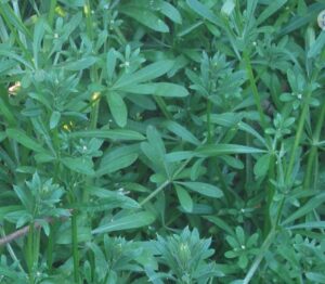 In de kruidengeneeskunde wordt het gezien als een plant die het lymfestelsel ondersteunt. Daarnaast staat het bekend om zijn vochtafdrijvende en reinigende werking.

Het kruid wordt ook gebruikt bij huidproblemen zoals acne, eczeem en psoriasis. Verder kan het ondersteunen bij de stofwisseling en bij het afvoeren van overtollig vocht.