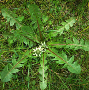 De paardenbloem kom je bijna overal tegen. Toch kijken we vaak pas naar deze plant als de bekende gele bloemen verschijnen.

In het vroege voorjaar zie je vooral het blad. Dit blad bevat veel mineralen zoals magnesium, calcium en ijzer en daarnaast verschillende vitamines en antioxidanten.